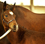 Suestado : Sandro Hit x Warkant x Akzent II 2010 Bay filly